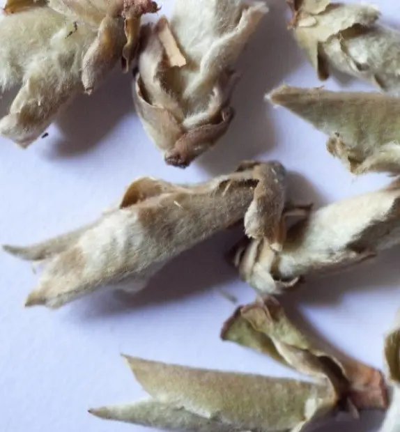 #102 Ya Bao Sun-Dried White Tea Buds