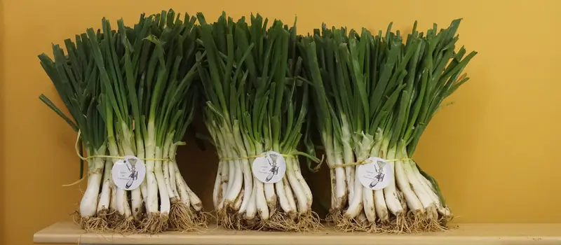 150 calçots