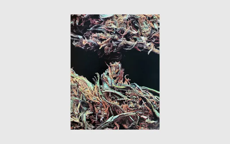 1980 CANNABIS Calendar