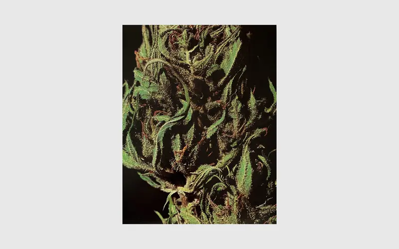 1981 CANNABIS Calendar