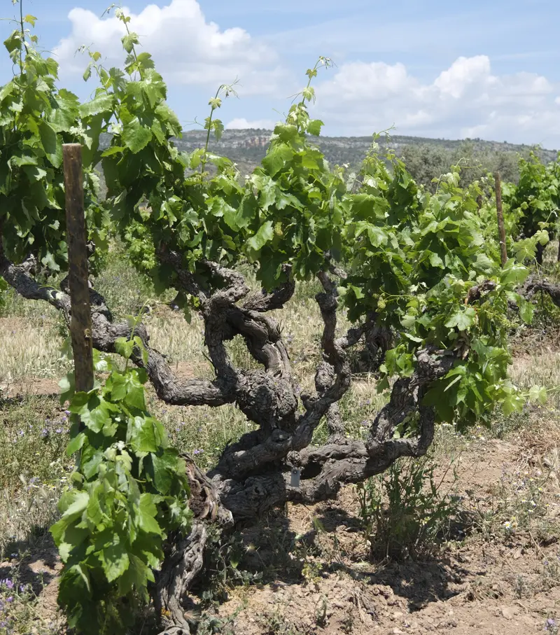 3 siglos de historia con cata de 3 vinos