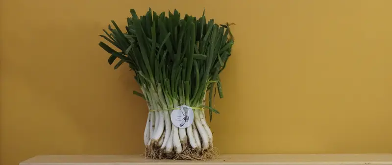 50 calçots