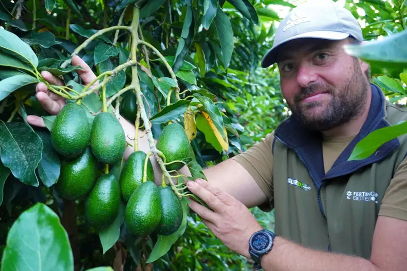Aguacate Pinkerton de Salvador