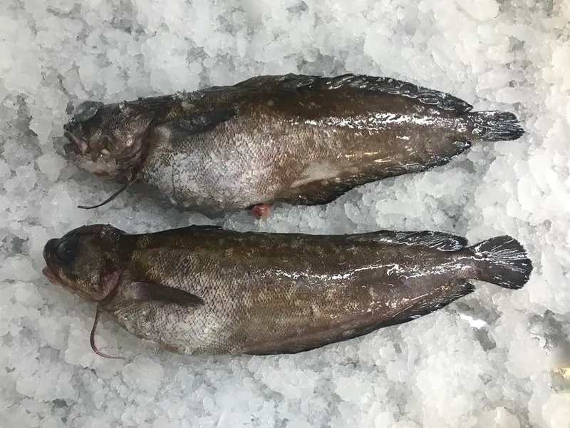 Brotola de Roca (Brota / Agriote)