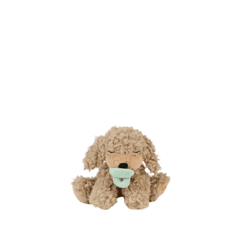 Cachorrito Benny