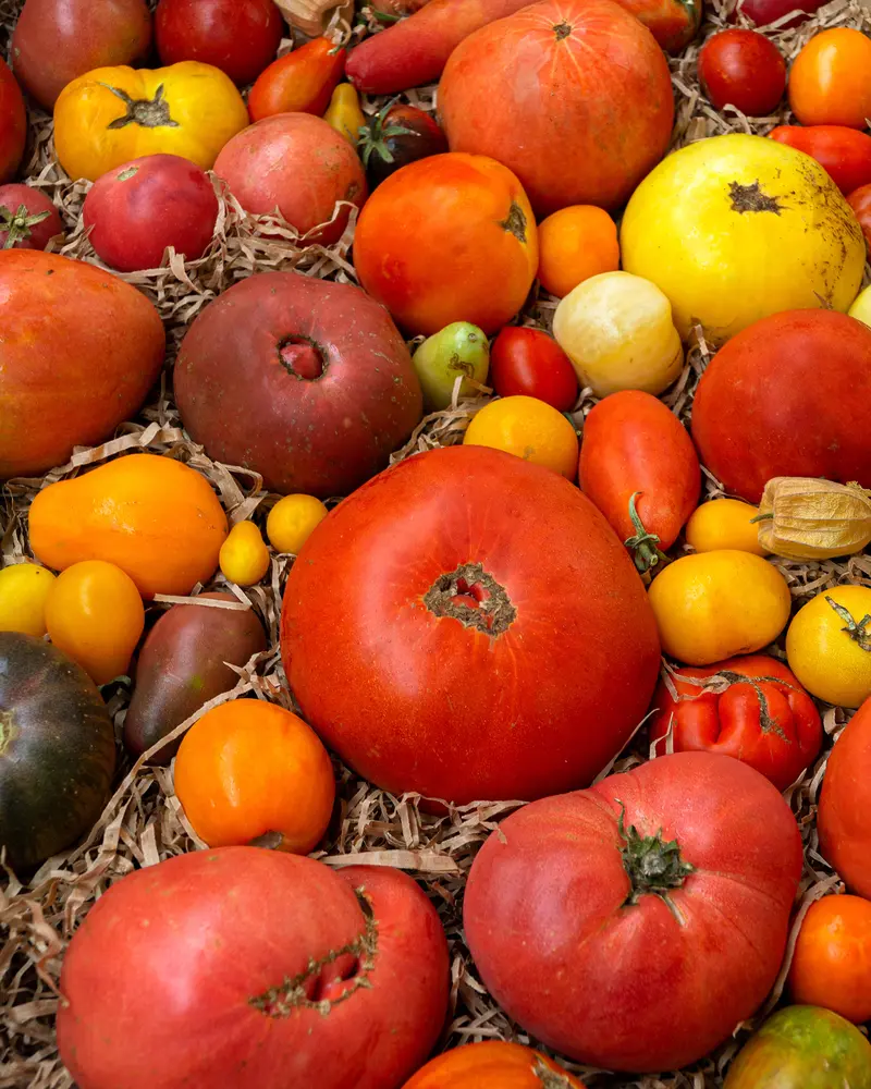 Caja de tomates especiales 4 Kg