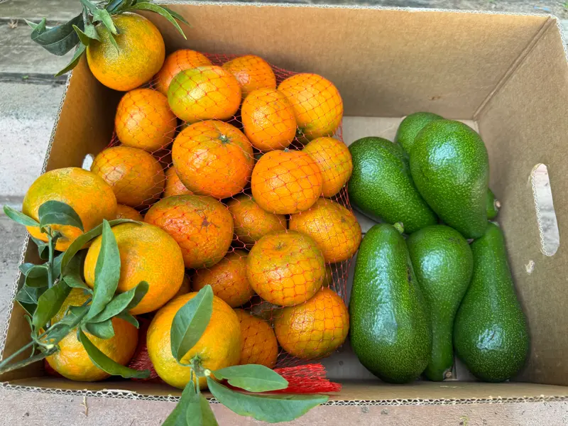 Caja mixta Mandarinas y Aguacates