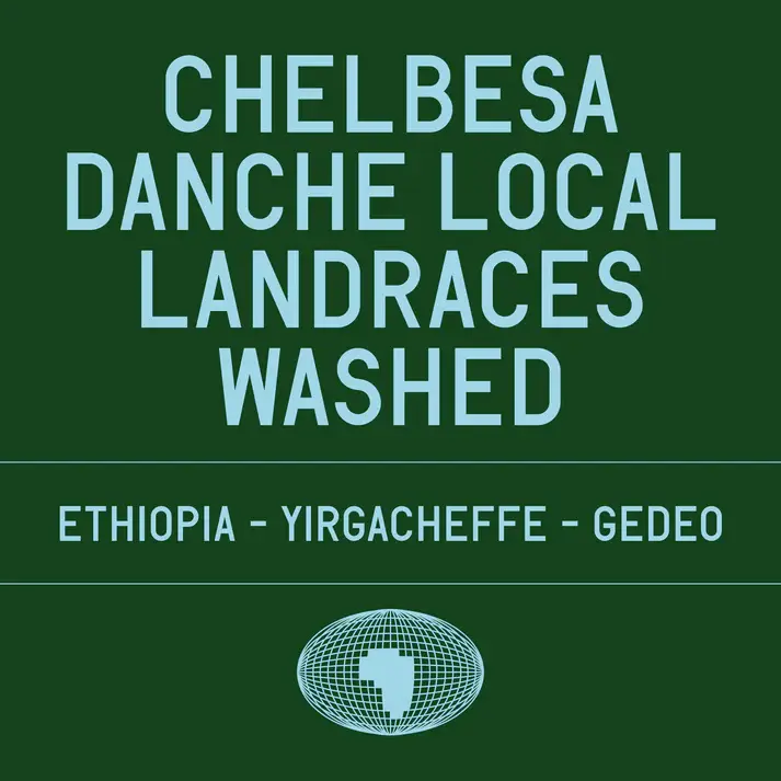 Chelbesa Danche - Ethiopia {Washed}