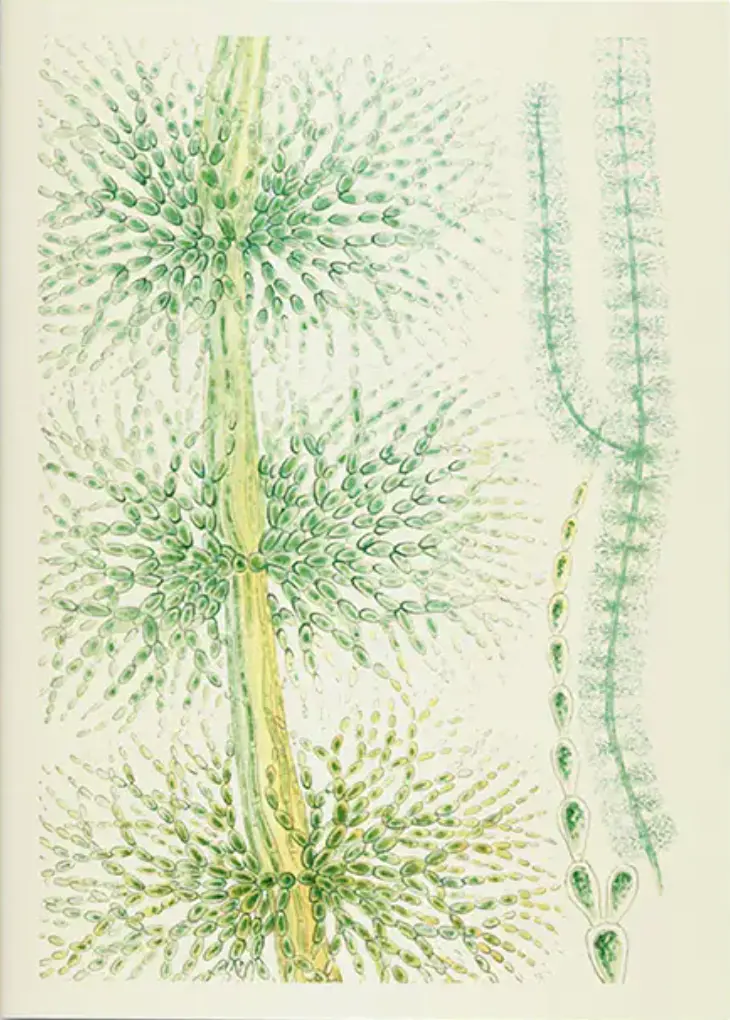 Cuaderno A5 - British Fresh-Water Algae