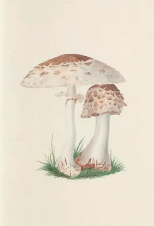 Cuaderno A5 - Fungi from the Midlands