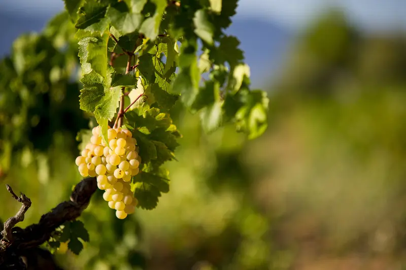 EL PAISAJE DE LA GARNACHA