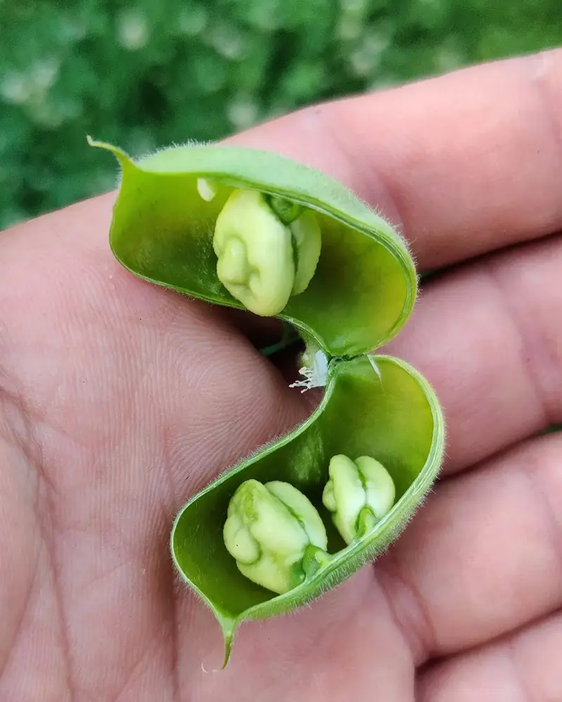 Garbanzo lágrima verde fresco 100 g