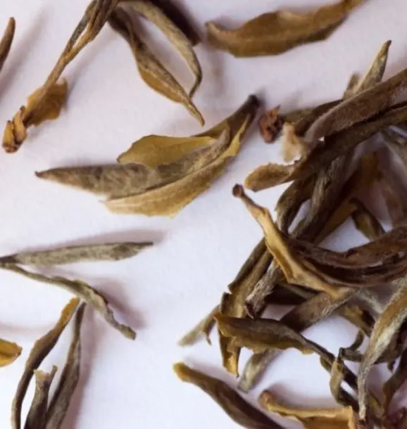 Green Tea Sampler Pack (5x)