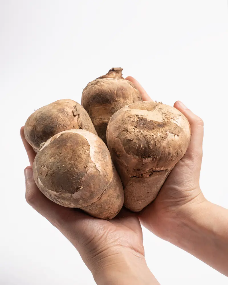 Gurumelo o Amanita Ponderosa fresca 400 g