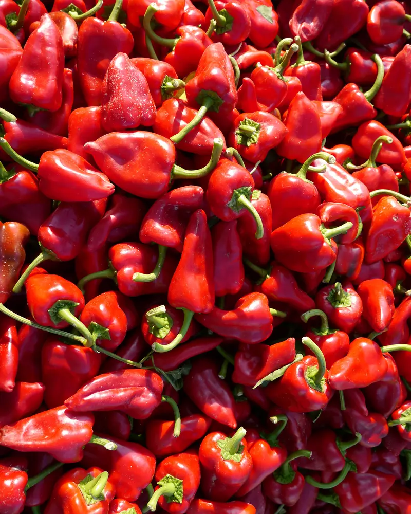 Lote de pimientos piquillo 5 Uds.