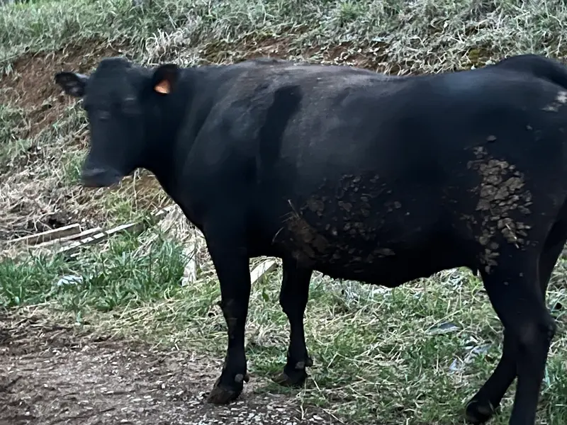 Lote PREMIUM Vaca WAGYU criada en nuestra ganadería