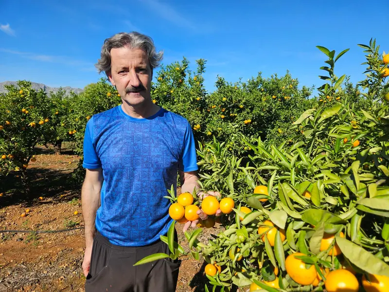 Mandarina Valenciana de Miguel