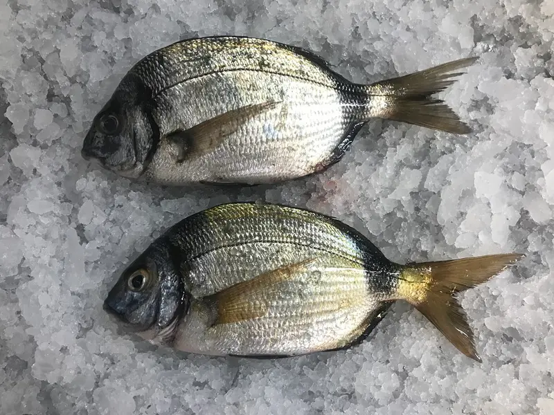 Mojarra (Seifía / Seifío)