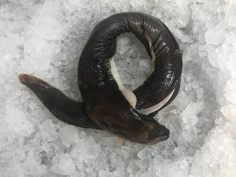 Morena (Macho de Morena)