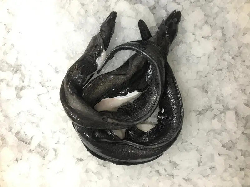 Morena (Morena Negra)
