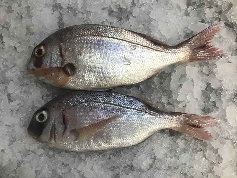 Pargo (Bocinegro)