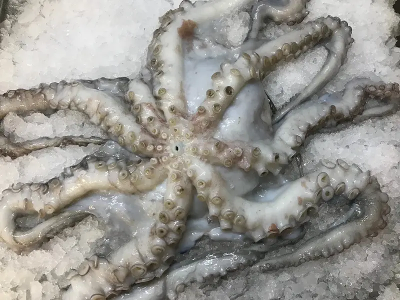 Pulpo