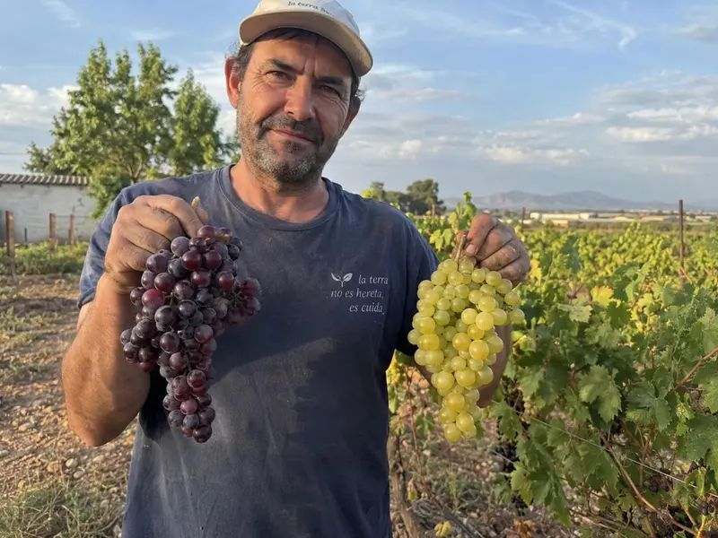 Racimos de Uva de Juanjo