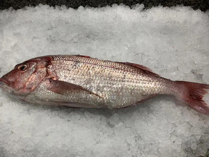Sama de Pluma (Pargo Macho)