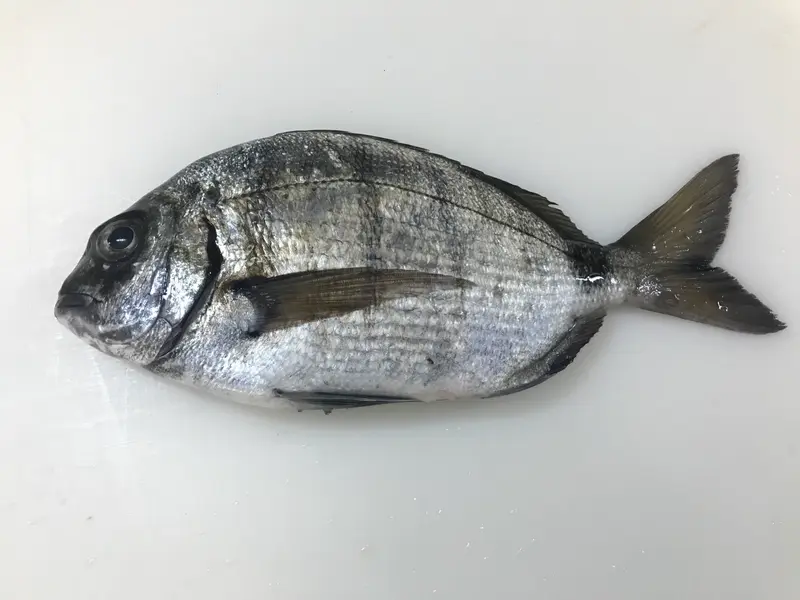 Sargo Blanco