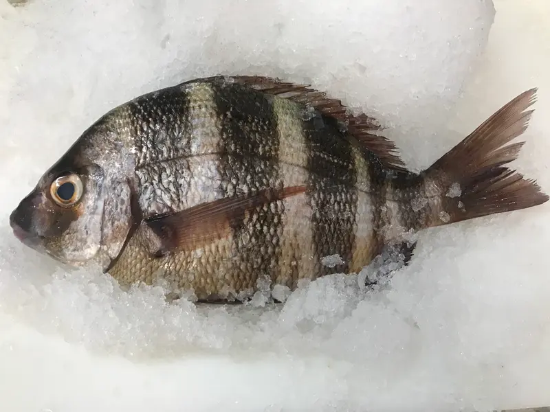 Sargo Breado (Sargo Briao)