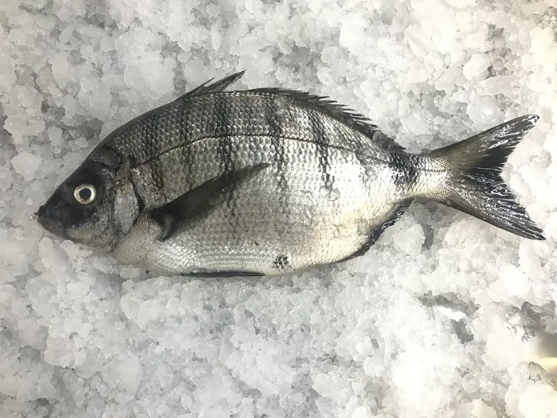 Sargo Picudo (Morruda / Sargo Picudo)