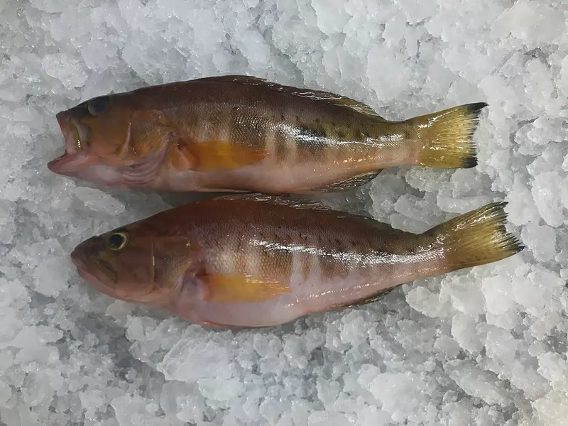 Serrano Imperial (Cabrilla Negra o Cabrilla Ruana)