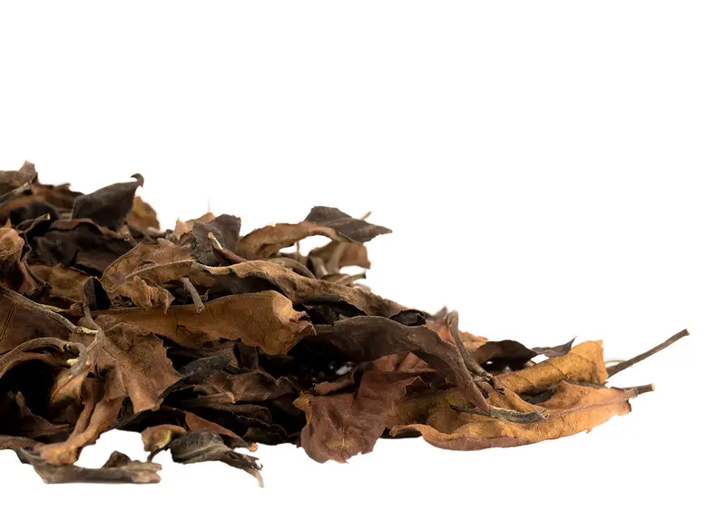 Té blanco holandés exclusivo