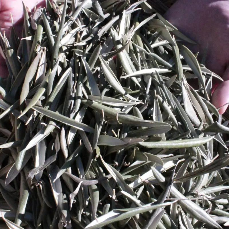Té de hierbas de hoja de olivo