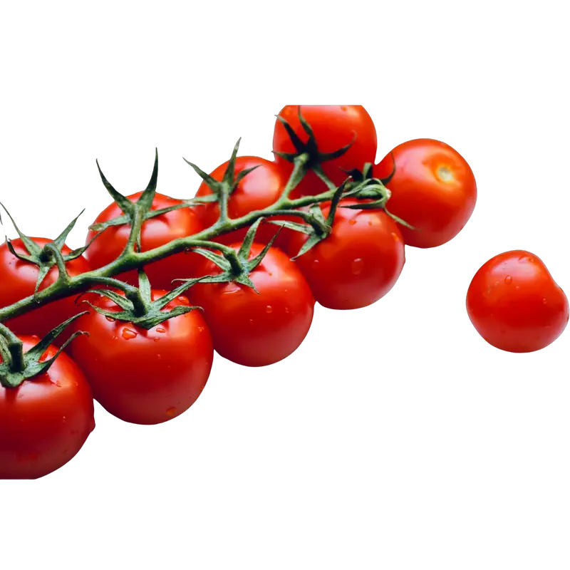 Tomate cherry en rama
