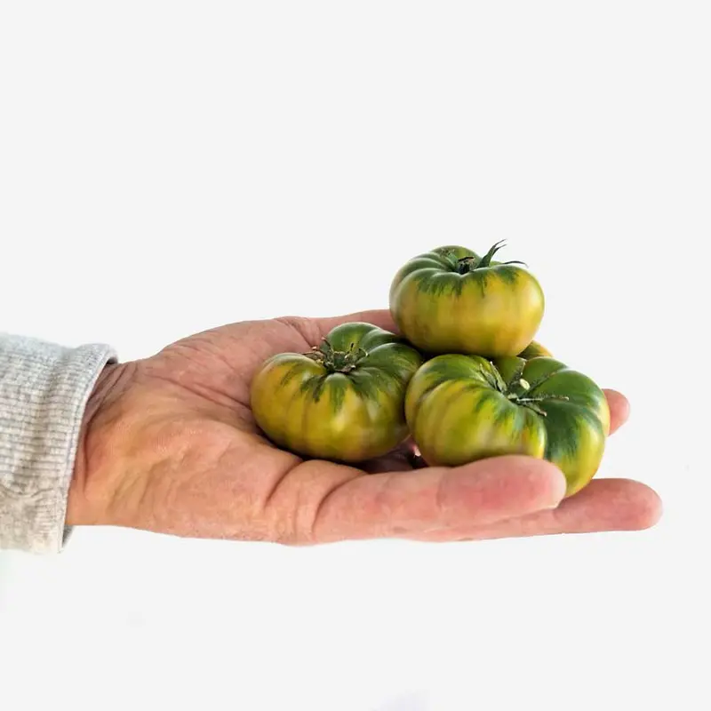 Tomate Mini RAF asurcado