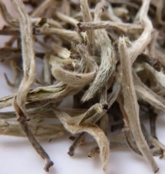 White Tea Sampler Pack (5x)